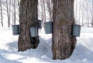 metal pail maple syrup