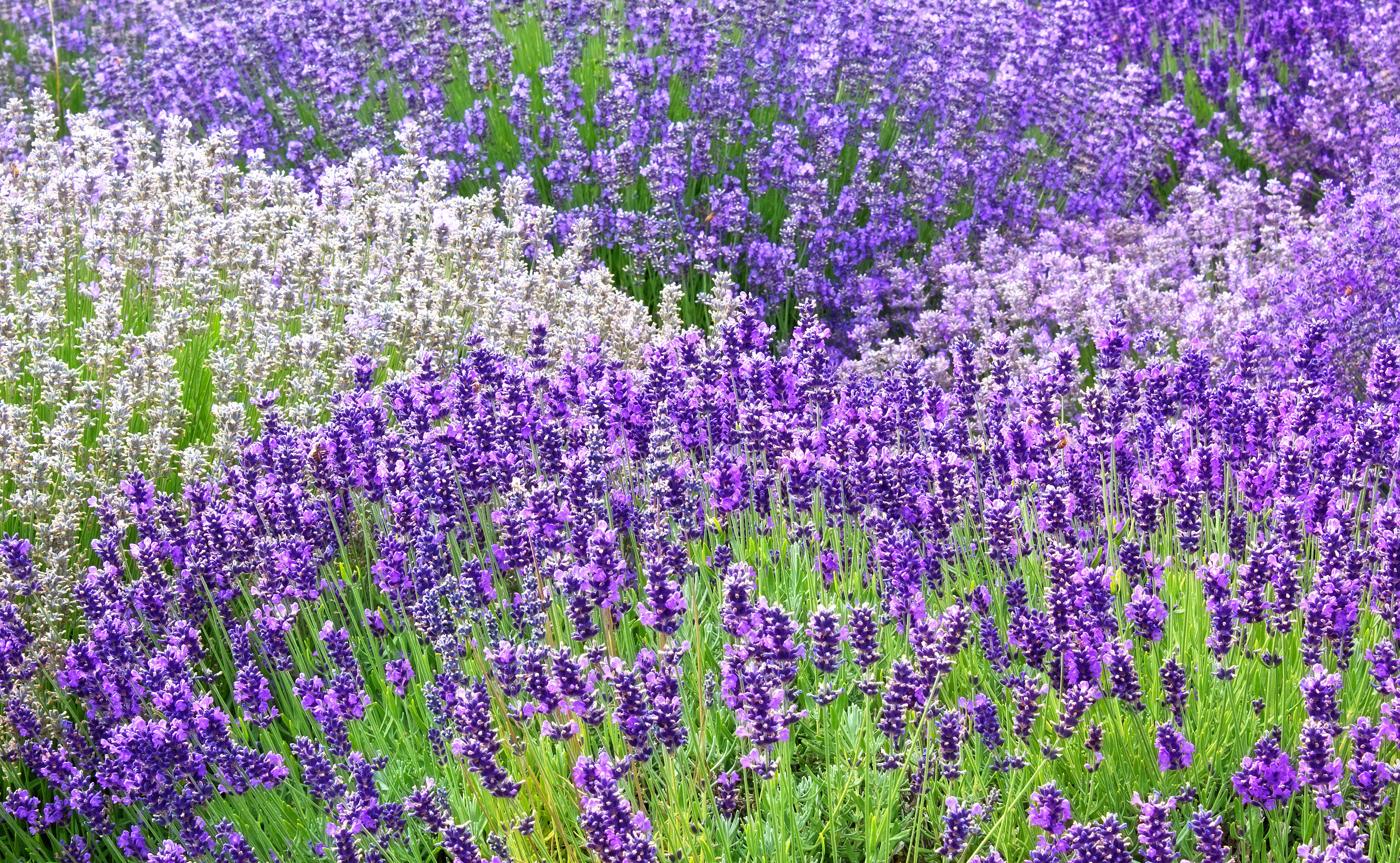 health benefits of lavender health benefits of lavender