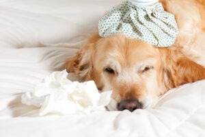 Dog with flu