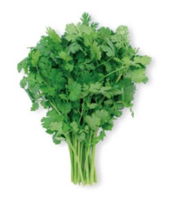 cilantro