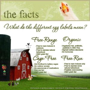 egg labels