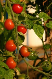 tomato plant