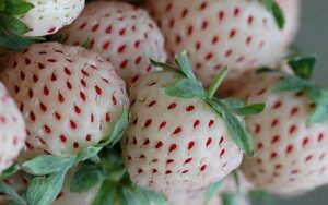 pineberry